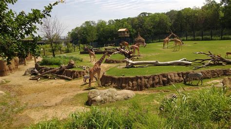 The Dallas Zoo Is Knda Awesome Now Rdallas