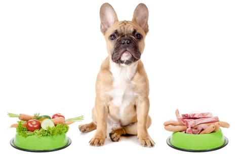 French bulldogs likes to eat a lot.they won't like anyone around them while eating.they also tend to sleep too much. French Bulldog Life Expectancy- How to Extend Your Dog's Life?