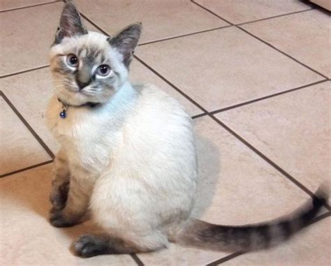 Year Old Lynx Point Siamese Siamese Cats Blue Point Pretty Cats