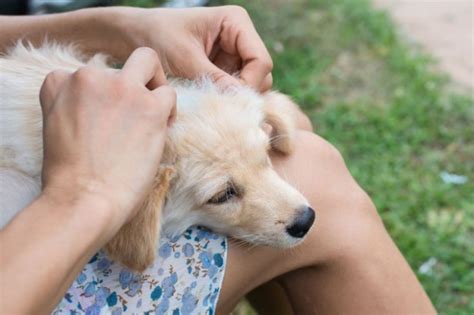 How To Tell If Your Dog Has Fleas 6 Simple Ways To Find Out For Sure