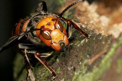 Giant Asian Killer Hornets Coming To Britain After Causing Six Deaths In France Mirror Online