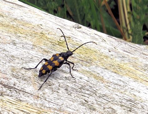 Aberbrothock Four Banded Longhorn Beetle Leptura Quadrifasciata At
