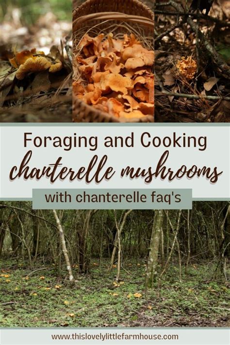Foraging Chanterelle Mushrooms This Lovely Little Farmhouse