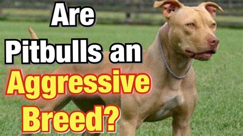 Are Pit Bulls Terriers Dangerous