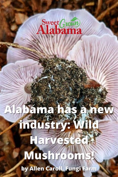 Alabama Has A New Industry Wild Harvested Mushrooms Fungi Farm