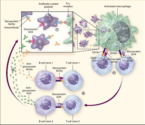 Pathogenesis Of Epitope Spread In Immune Thrombocytopenic Purpura The