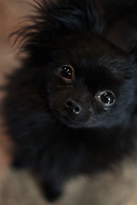 Chihuahua And Pomeranian Mix Black Pets Lovers