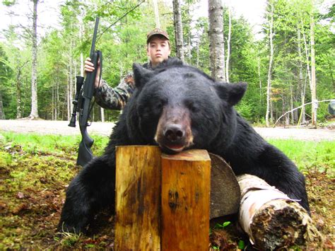 Maine Bear Hunting Maine Black Bear Hunts Bear Hunting