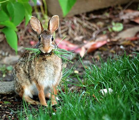 Rabbit Eating Grass Stock Image Image Of Standing