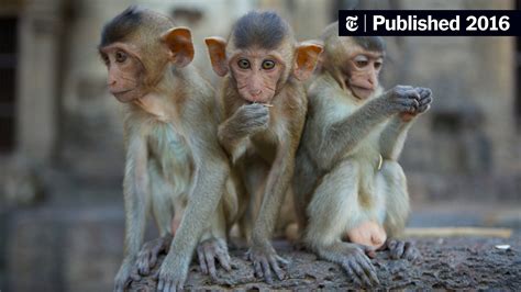 인간 자폐증 연구를 위해 자폐증 행동을 보이는 원숭이를 만들다 The New York Times