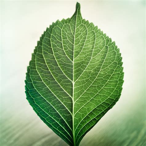 Texture mapping branch leaf tree shrub, branch, leaf, branch png. Lightroom Presets & Tutorials and Printable Calendars ...