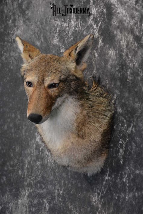 Coyote Taxidermy Shoulder Mount For Sale Sku 1809 All Taxidermy