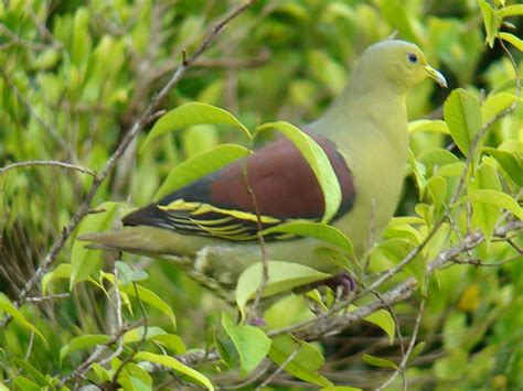 Discover Srilanka Sri Lanka The Green Breasted Pigeon