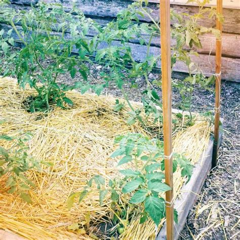Florida Weave A Better Way To Trellis Tomatoes Home Vegetable Garden