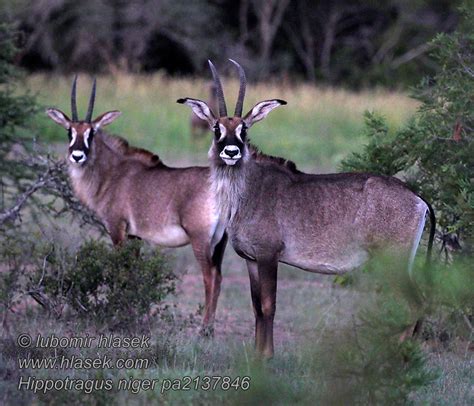 黑马羚 Aнтилопа чёрная саблерогая Samur Antilobu Hippotragus Niger