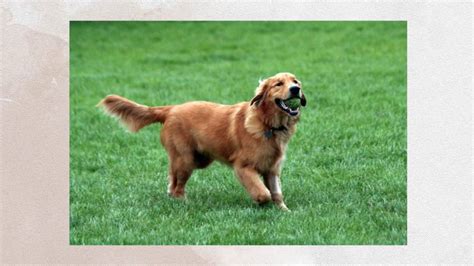 Check out our other golden retriever puppy growth week by week blog posts colby morita has been raising and training guide and service dog puppies for over 13 years. Golden Retriever Training Tips: How to train a golden ...