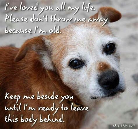 Adopt A Senior Animal Shelter Old Dogs Dogs