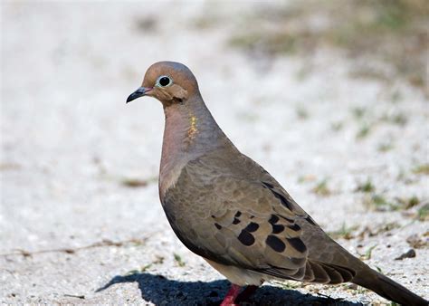 Mourning Dove Fort Desoto Park St Petersburg Florida Usa David Conley Flickr