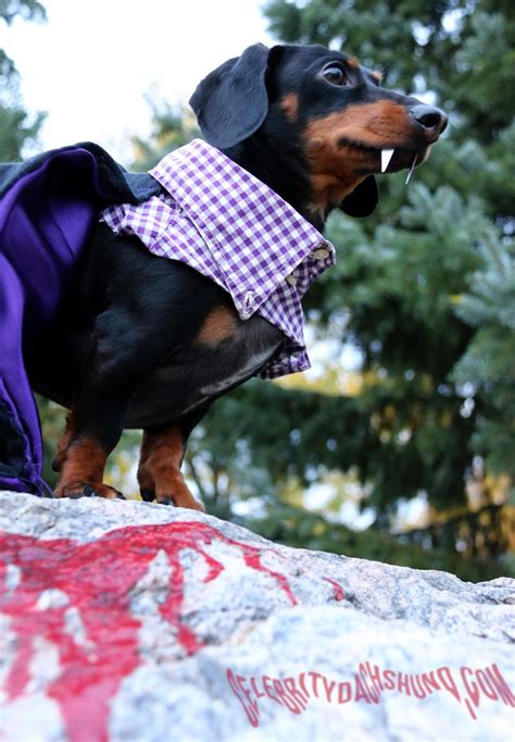 Click Here To Enter Crusoes Halloween Costume Contest Wiener Dog