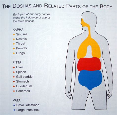 Ayurveda Doshas Related Parts Of The Body Foodpyramid Com