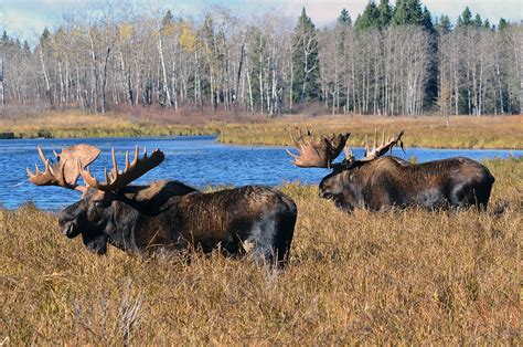 Moose Tracking Theres An App For That Faculty Of Science