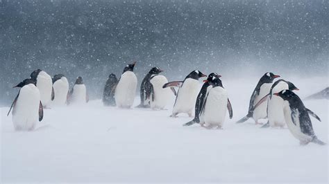 Penguin In The Snow Photograph By Jie Fischer Fine Art America