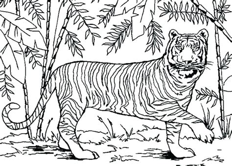Tropical Rainforest Animals Coloring Pages At Free
