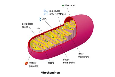 What Are Mitochondria Live Science