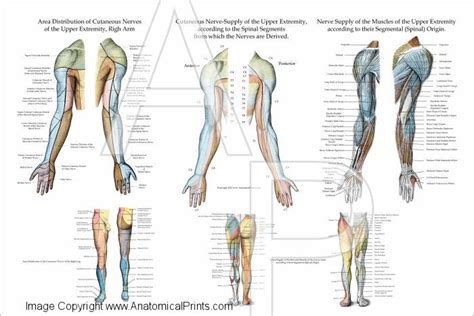 The text is by sir alfred fripp and ralph thompson, and the drawings are by innes fripp. Nerve Innervation Of The Upper Extremities 24" X 36" - Clinical Charts and Supplies