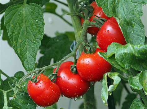 How To Grow Tomatoes Growing Tomatoes In Pots Tomato Plant