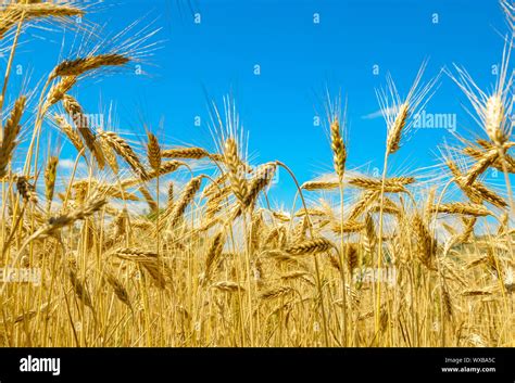 Gold Wheat Field And Blue Sky Stock Photo Alamy