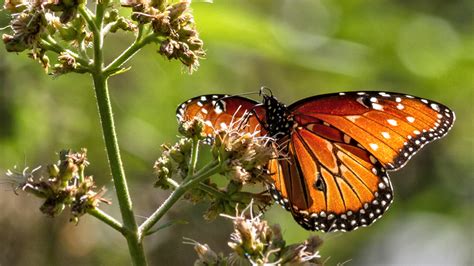 eastern monarch butterfly