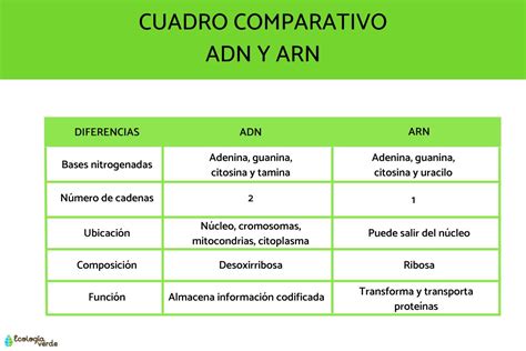 Diferencia Entre Adn Y Arn Cuadro Comparativo The Best Porn Website