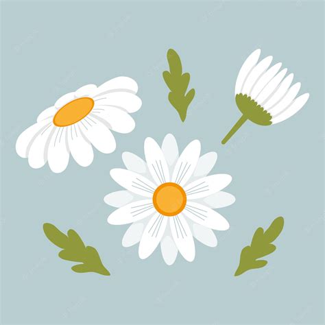 Daisy Flowers Collection SVG PNG Files Daisy Clipart Spring Daisy Flowers Clip Art Library