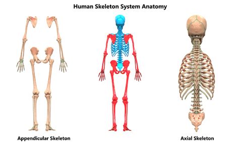 Menschliches Skelettsystem Appendicular Und Axial Skelett Anatomie