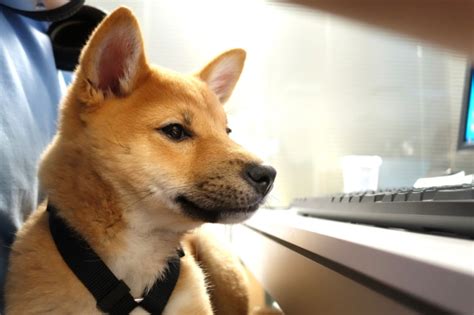 Follow the below steps to do so: Mehr über Dogecoin erfahren