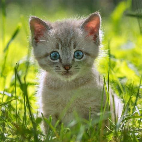 Top 10 Most Beautiful Cat Breeds In The World Most Beautiful Cat