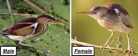 12 Types Of Herons Found In Texas 2024 Bird Watching Hq