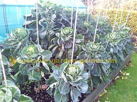 How To Grow Brussel Sprouts Instructions Growing Tips Advice Pictures