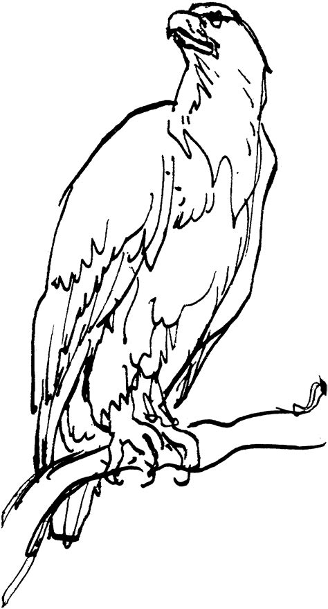 Make a coloring book with eagle cartoon for one click. Free Eagle Coloring Pages