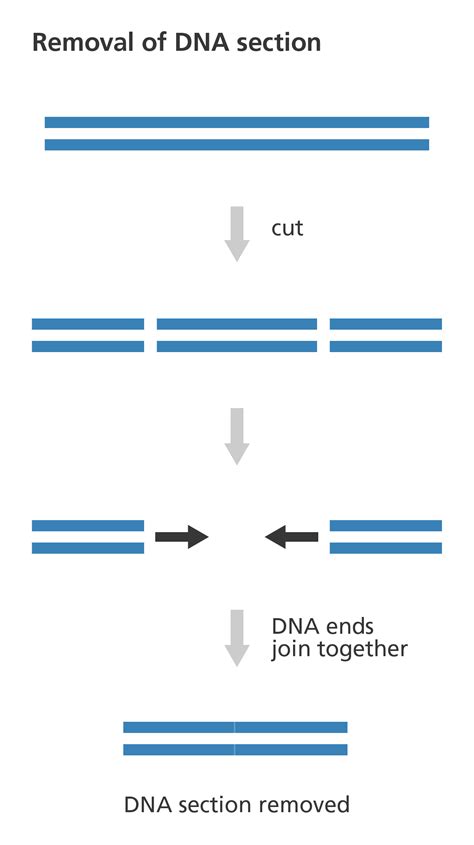 In humans, a copy of the entire genome—more than 3 billion dna base pairs—is contained in all cells that have a nucleus. What is genome editing? | Facts | yourgenome.org