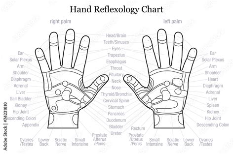 Hand Reflexology Chart Description Outline Stock Vector Adobe Stock