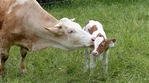 Baby Cows And Calves