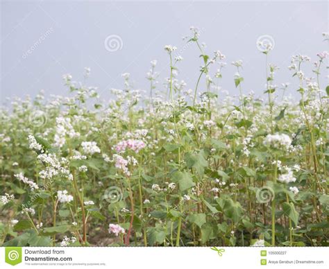 Beautiful Scenery Of Buckwheat Field Showing White Buckwheat Flowers In