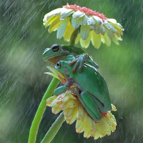 Enchanting Rainy Embrace Photographer Captures Magical Moment Of Two