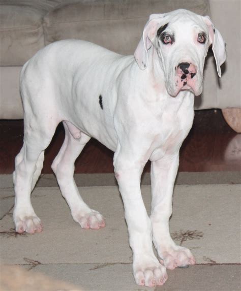 How much do great dane puppies cost? Katie