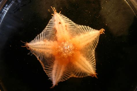 Starfish Deep Sea Animals Deep Sea Creatures Arctic Sea
