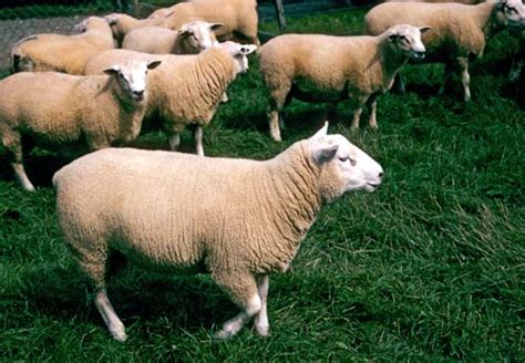 Texels For Meat Production Sheep Farming Te Ara