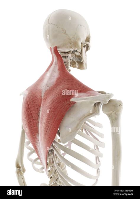 Trapezius Muscle Illustration Stock Photo Alamy