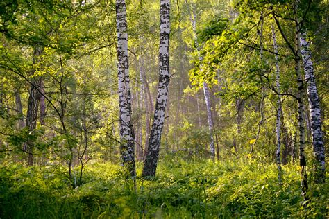 Birch mythology and folklore | Trees for Life
